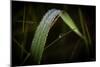 Blade of Grass with Dew Drops-Gordon Semmens-Mounted Photographic Print
