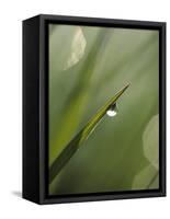 Blade of Grass with Dewdrop-Nancy Rotenberg-Framed Stretched Canvas