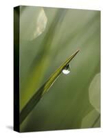 Blade of Grass with Dewdrop-Nancy Rotenberg-Stretched Canvas