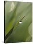 Blade of Grass with Dewdrop-Nancy Rotenberg-Stretched Canvas