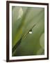 Blade of Grass with Dewdrop-Nancy Rotenberg-Framed Premium Photographic Print