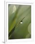 Blade of Grass with Dewdrop-Nancy Rotenberg-Framed Premium Photographic Print