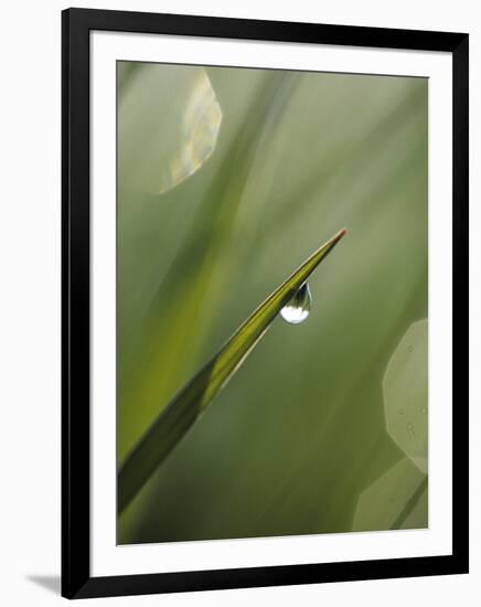 Blade of Grass with Dewdrop-Nancy Rotenberg-Framed Premium Photographic Print