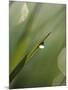 Blade of Grass with Dewdrop-Nancy Rotenberg-Mounted Premium Photographic Print