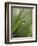 Blade of Grass with Dewdrop-Nancy Rotenberg-Framed Photographic Print