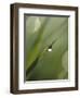 Blade of Grass with Dewdrop-Nancy Rotenberg-Framed Photographic Print