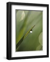 Blade of Grass with Dewdrop-Nancy Rotenberg-Framed Photographic Print