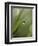 Blade of Grass with Dewdrop-Nancy Rotenberg-Framed Photographic Print