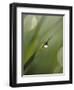 Blade of Grass with Dewdrop-Nancy Rotenberg-Framed Photographic Print