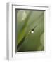 Blade of Grass with Dewdrop-Nancy Rotenberg-Framed Photographic Print