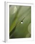 Blade of Grass with Dewdrop-Nancy Rotenberg-Framed Photographic Print