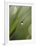 Blade of Grass with Dewdrop-Nancy Rotenberg-Framed Photographic Print