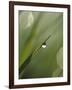 Blade of Grass with Dewdrop-Nancy Rotenberg-Framed Photographic Print