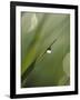 Blade of Grass with Dewdrop-Nancy Rotenberg-Framed Photographic Print