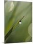 Blade of Grass with Dewdrop-Nancy Rotenberg-Mounted Photographic Print