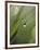 Blade of Grass with Dewdrop-Nancy Rotenberg-Framed Photographic Print