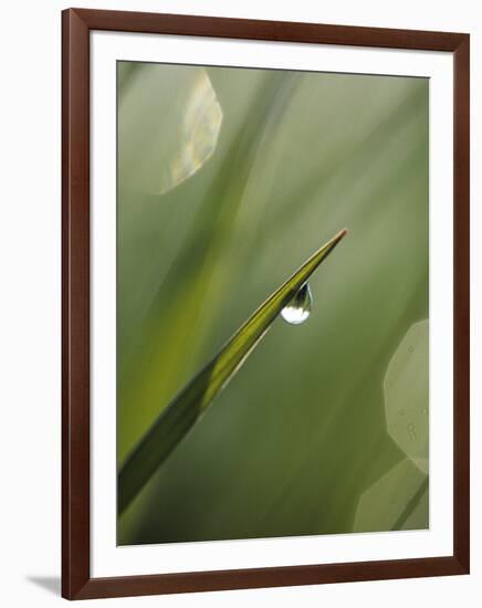 Blade of Grass with Dewdrop-Nancy Rotenberg-Framed Photographic Print