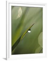 Blade of Grass with Dewdrop-Nancy Rotenberg-Framed Photographic Print