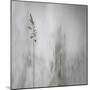 Blade of Grass-Gilbert Claes-Mounted Photographic Print