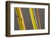 Blades of Grass, Drops of Water, Close-Up, Pale Green, Side by Side-Rainer Mirau-Framed Photographic Print