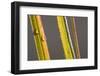 Blades of Grass, Drops of Water, Close-Up, Pale Green, Side by Side-Rainer Mirau-Framed Photographic Print