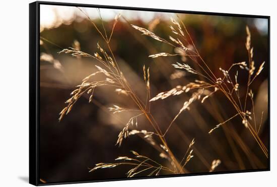 Blades of grass in the back light, Dalsland, Sweden-Andrea Lang-Framed Stretched Canvas