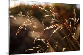 Blades of grass in the back light, Dalsland, Sweden-Andrea Lang-Stretched Canvas