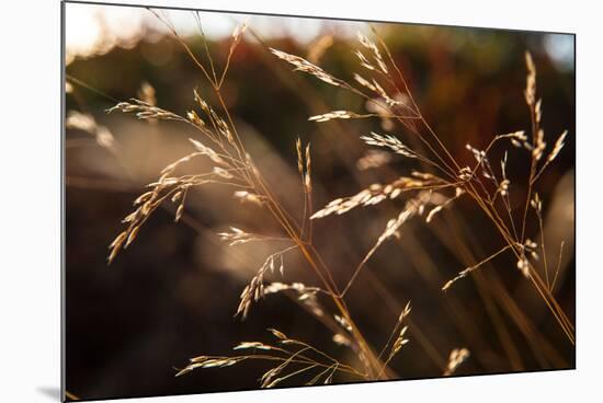 Blades of grass in the back light, Dalsland, Sweden-Andrea Lang-Mounted Photographic Print