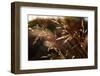 Blades of grass in the back light, Dalsland, Sweden-Andrea Lang-Framed Photographic Print