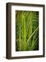 Blades of Grass on the Prairie-Steve Gadomski-Framed Photographic Print