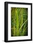 Blades of Grass on the Prairie-Steve Gadomski-Framed Photographic Print