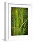 Blades of Grass on the Prairie-Steve Gadomski-Framed Photographic Print