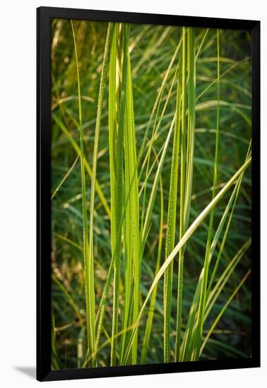 Blades of Grass on the Prairie-Steve Gadomski-Framed Photographic Print