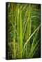 Blades of Grass on the Prairie-Steve Gadomski-Framed Stretched Canvas