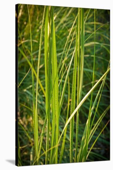 Blades of Grass on the Prairie-Steve Gadomski-Stretched Canvas