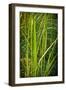 Blades of Grass on the Prairie-Steve Gadomski-Framed Photographic Print