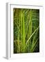 Blades of Grass on the Prairie-Steve Gadomski-Framed Photographic Print