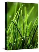 Blades of Grass with Dewdrops-Dirk Olaf Wexel-Stretched Canvas