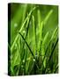 Blades of Grass with Dewdrops-Dirk Olaf Wexel-Stretched Canvas