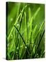 Blades of Grass with Dewdrops-Dirk Olaf Wexel-Stretched Canvas