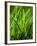 Blades of Grass with Dewdrops-Dirk Olaf Wexel-Framed Photographic Print