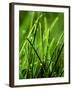 Blades of Grass with Dewdrops-Dirk Olaf Wexel-Framed Photographic Print