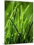 Blades of Grass with Dewdrops-Dirk Olaf Wexel-Mounted Photographic Print