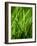 Blades of Grass with Dewdrops-Dirk Olaf Wexel-Framed Photographic Print