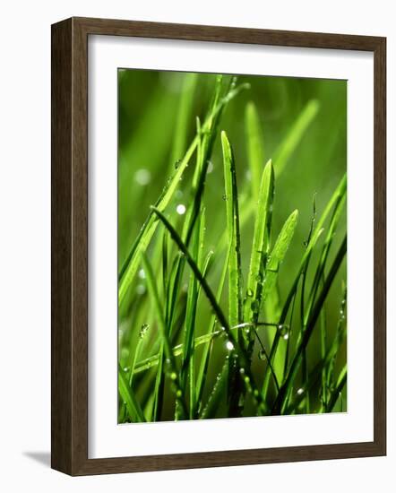 Blades of Grass with Dewdrops-Dirk Olaf Wexel-Framed Photographic Print