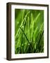Blades of Grass with Dewdrops-Dirk Olaf Wexel-Framed Photographic Print