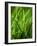 Blades of Grass with Dewdrops-Dirk Olaf Wexel-Framed Photographic Print