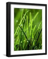 Blades of Grass with Dewdrops-Dirk Olaf Wexel-Framed Photographic Print