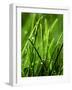 Blades of Grass with Dewdrops-Dirk Olaf Wexel-Framed Photographic Print