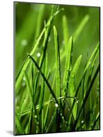 Blades of Grass with Dewdrops-Dirk Olaf Wexel-Mounted Photographic Print